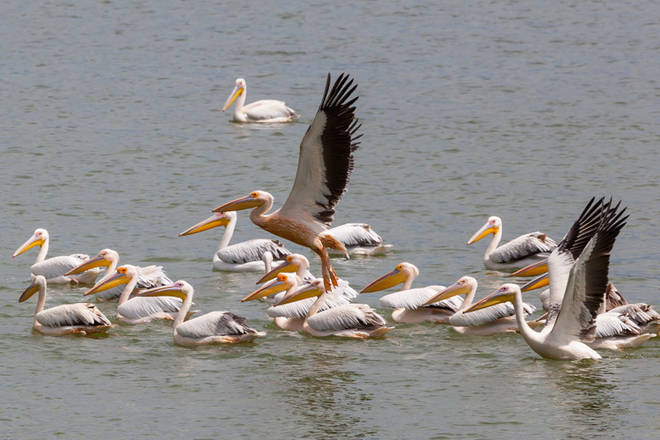 Viele Pelikane tummeln sich am Lake Kerkini