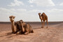 Kamele im Nirgendwo